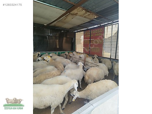 Pets & Livestock / Small Livestock / Rams