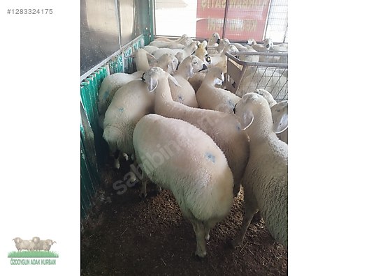 Pets & Livestock / Small Livestock / Rams