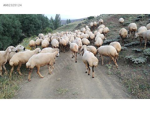 koyun satilik kangal akkaraman sahibinden comda 962325124