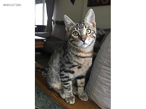 kedi tekir oyuncu tekir bekir sahibinden comda 980327260 kedi tekir oyuncu tekir bekir sahibinden comda 980327260