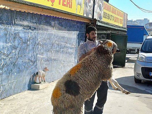Hayvanlar Alemi / Küçükbaş Hayvanlar / Koyun