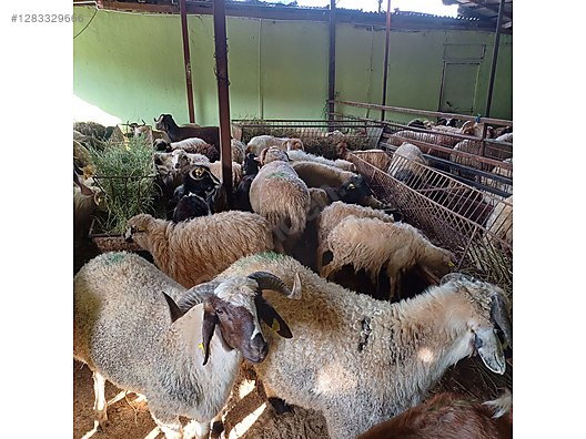 Hayvanlar Alemi / Küçükbaş Hayvanlar / Koyun