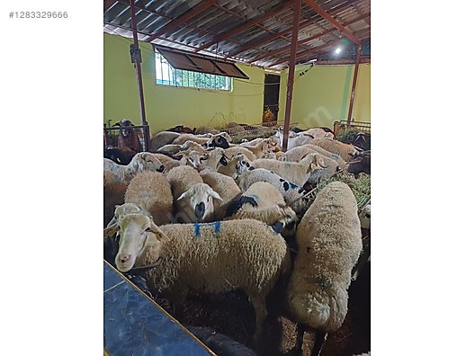 Hayvanlar Alemi / Küçükbaş Hayvanlar / Koyun