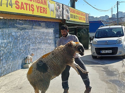 Hayvanlar Alemi / Küçükbaş Hayvanlar / Koyun