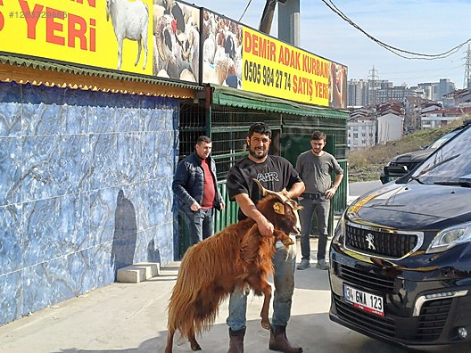 Hayvanlar Alemi / Küçükbaş Hayvanlar / Koyun