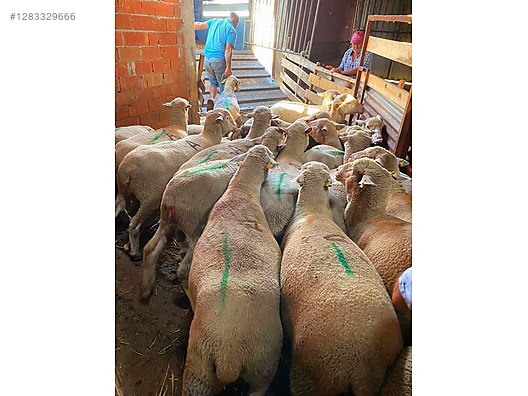 Hayvanlar Alemi / Küçükbaş Hayvanlar / Koyun