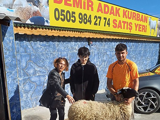 Hayvanlar Alemi / Küçükbaş Hayvanlar / Koyun