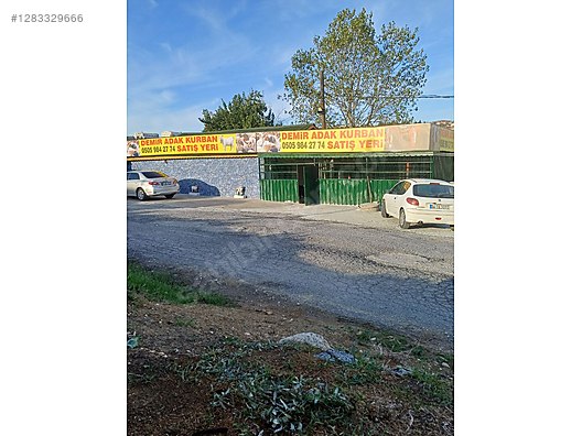 Hayvanlar Alemi / Küçükbaş Hayvanlar / Koyun