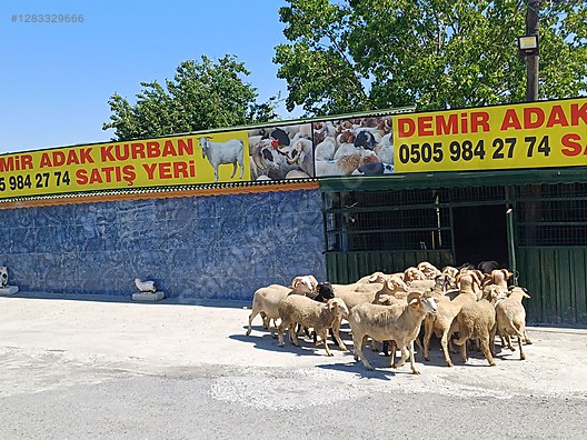 Hayvanlar Alemi / Küçükbaş Hayvanlar / Koyun