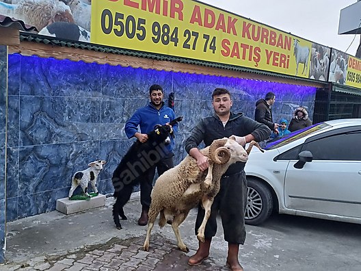 Hayvanlar Alemi / Küçükbaş Hayvanlar / Koyun