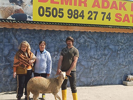 Hayvanlar Alemi / Küçükbaş Hayvanlar / Koyun