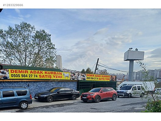 Hayvanlar Alemi / Küçükbaş Hayvanlar / Koyun