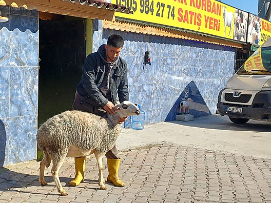 Hayvanlar Alemi / Küçükbaş Hayvanlar / Koyun