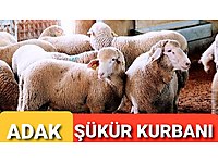 BEYLİKDÜZÜ DEMİR ADAK KURBAN BEYKENT AOUTOPYA YANI E5 YAKIN #1283330304