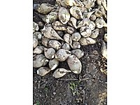 şeker pancarı 10kg