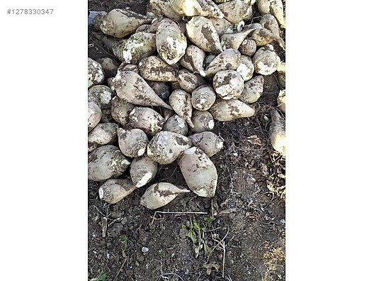 Used & Brand New Items / Foods & Feed / Fruits & Vegetables / Vegetables