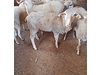 BU HAFTAYA ÖZEL 5000 TLDEN BAŞLAYAN FİYATLARLA ADAKLIK KURBAN #1274331149