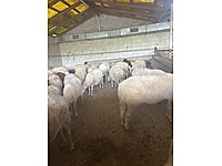 YENİ ARAÇ İÇİN KAN AKITMA BEBEK İÇİN AKİKA KURBANI 6800 TL #1283331781