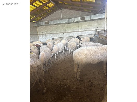 Pets & Livestock / Small Livestock / Sheep