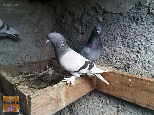 guvercin bir takim oyun kusu sahibinden comda 922331818