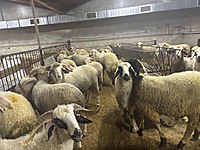 KÜÇÜKÇEKMECE AY ADAK KURBAN AKİKA SATIŞ VE KESİM 6800 TL #1283331830