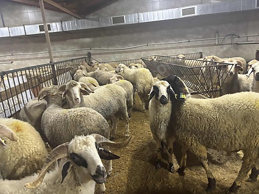 Hayvanlar Alemi / Küçükbaş Hayvanlar / Koç