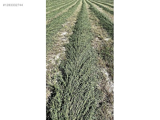 Pets & Livestock / Foods & Feeds / Small & Large Livestock / Feed