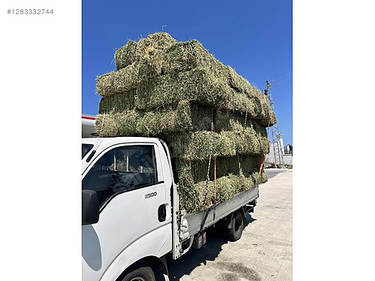 Pets & Livestock / Foods & Feeds / Small & Large Livestock / Feed