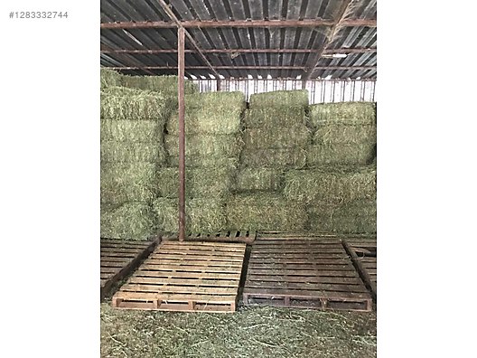 Pets & Livestock / Foods & Feeds / Small & Large Livestock / Feed