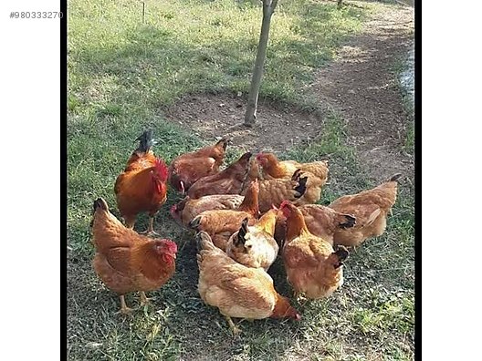 chickens koy tavugu at sahibinden com 980333270 chickens koy tavugu at sahibinden com 980333270