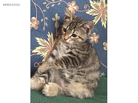 Kedi Diger Irklar Ucretsiz Kedi Sahiplendirme Sahibinden Comda 886333322