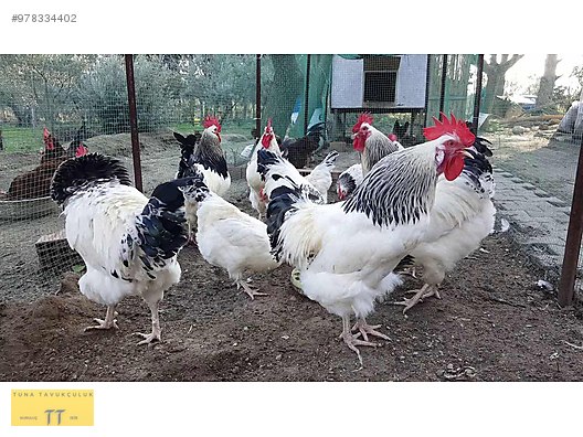 tavuk ureticiden sussex sahibinden comda 978334402 tavuk ureticiden sussex sahibinden comda 978334402