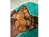TAZE YENİ MAHSÜL CEVİZ