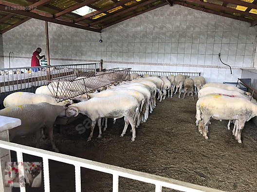 Hayvanlar Alemi / Küçükbaş Hayvanlar / Koç