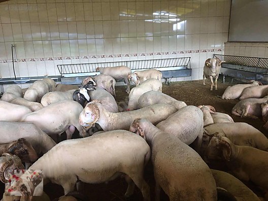 Hayvanlar Alemi / Küçükbaş Hayvanlar / Koç