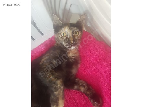 cats other breeds yavru kedi izmir tortoiseshell 4 aylik disi at sahibinden com 945336923