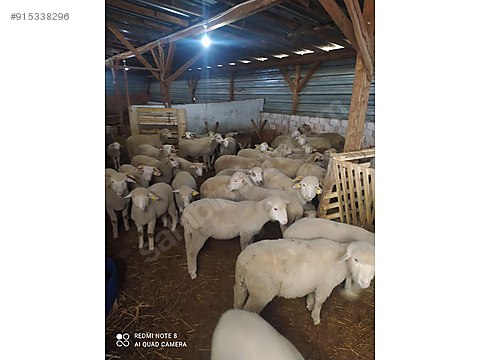 koyun satilik organik kivircik kuzu sahibinden comda 915338296 koyun satilik organik kivircik kuzu sahibinden comda 915338296