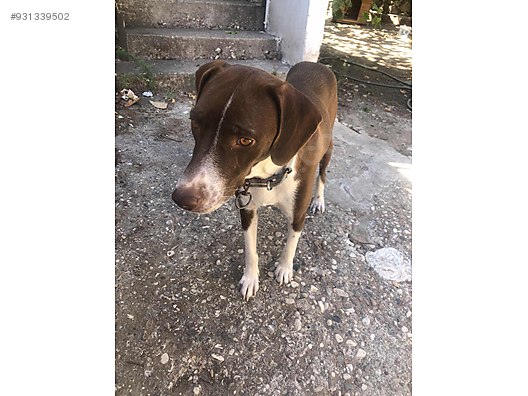 kopek pointer 1 yasinda disi av kopegi sahibinden comda 931339502 kopek pointer 1 yasinda disi av kopegi sahibinden comda 931339502