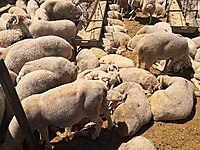 4000 TL - MALTEPE ADAK - CEMAL ALTIN #1283340975