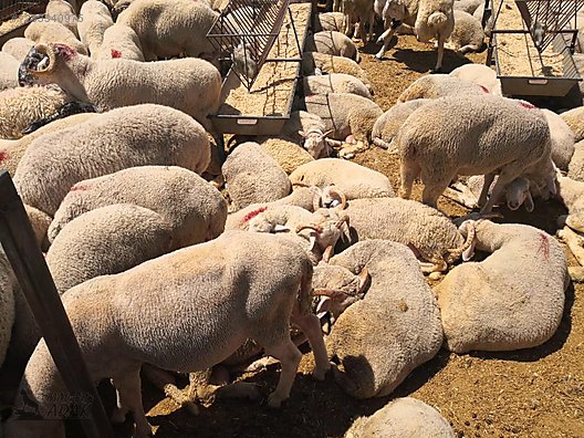 Hayvanlar Alemi / Küçükbaş Hayvanlar / Koç