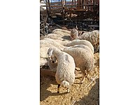 !!ŞOK KAMPANYA!!ANKARA ADAKLIK KURBANLIK ADAK (ANKAMALL YANI) #1279341223