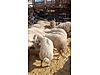 Pets & Livestock / Small Livestock / Sheep
