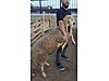 Pets & Livestock / Small Livestock / Sheep
