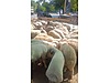 Pets & Livestock / Small Livestock / Sheep