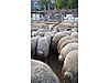 Pets & Livestock / Small Livestock / Sheep