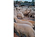 Pets & Livestock / Small Livestock / Sheep
