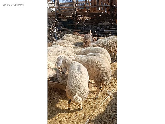 Pets & Livestock / Small Livestock / Sheep