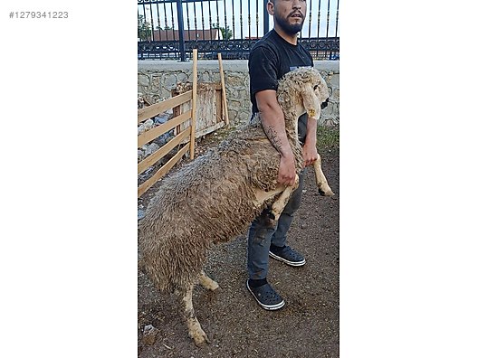 Pets & Livestock / Small Livestock / Sheep