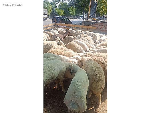 Pets & Livestock / Small Livestock / Sheep