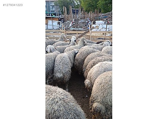 Pets & Livestock / Small Livestock / Sheep